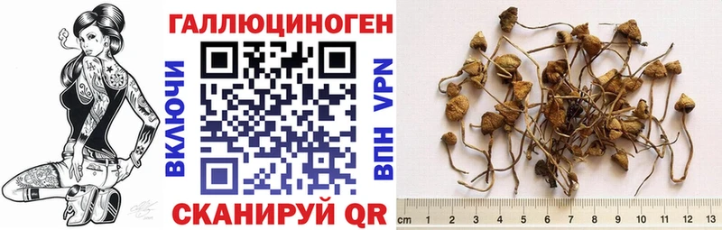 Галлюциногенные грибы GOLDEN TEACHER  Купить закладки  Суджа 